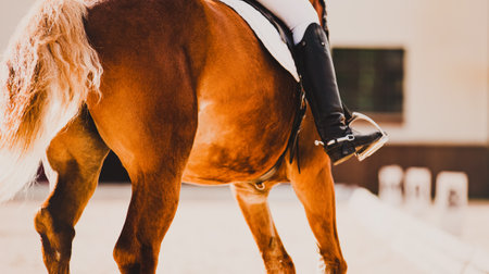 A rear view of a sorrel horse with a rider in the saddle, which participates in sports competitions. Equestrian sports and horse riding. Stirrup and tail.の写真素材