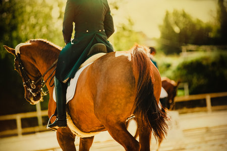 A sorrel horse with a beautiful tail and a rider in the saddle gallops around the arena on a sunny warm summer day. Equestrian sports and horse riding in the fresh air. Gallop.の写真素材