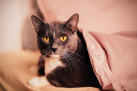 Portrait of a beautiful gray cat with yellow eyes lying on a soft bed under a pink blanket at home in the morning. A pet and comfort.の写真素材
