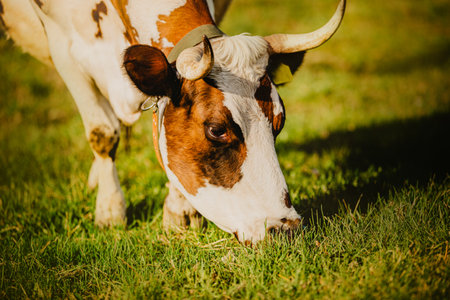 Portrait of a beautiful cow eating green grass in a meadow on a sunny day. Agriculture and livestock.の写真素材