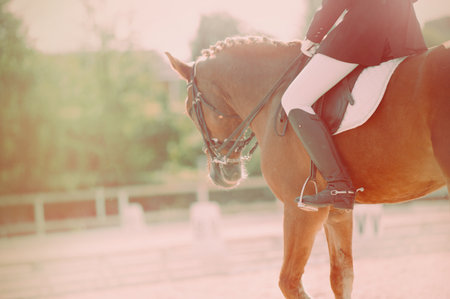 On a sunny spring day at dawn, a sorrel horse with a rider in the saddle participates in dressage competitions. Equestrian sports and horse riding.の写真素材