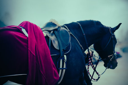 A photo of a dark horse in sports gear against the sky. She is wearing a saddle, bridle and horse blanket. Horse riding and equestrian sports.の写真素材