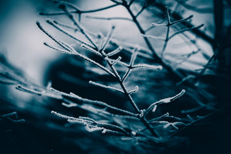 The thin bare branches of the spruce are covered with frost on a cold winter evening in January. Christmas. Cold and snow in the forest.の写真素材