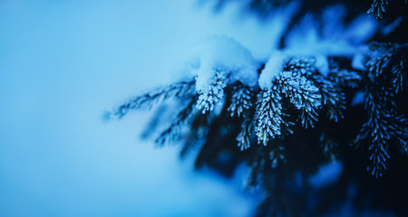 The lush branches of the spruce are covered with snow in the cold winter. Nature in January under the snow. A forest in Siberia. Christmas.の写真素材