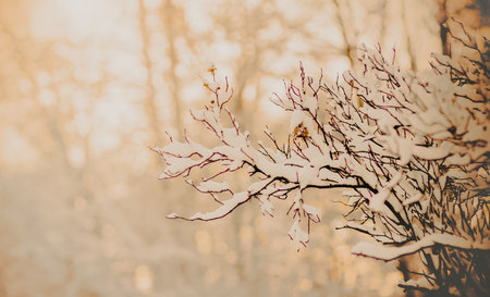 The curved branches of the bush are covered with snow on a sunny, cold winter day. Nature in December.の写真素材