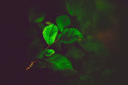 Beautiful green leaves grow on the thin branches of the hazel tree in the summer twilight. The beauty of nature. Natural background.の写真素材
