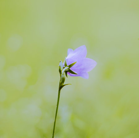 The delicate flower of the blue bell grows in the field in the summer. The beauty of nature.の写真素材