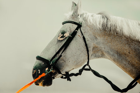 Portrait of a beautiful gray horse with a bridle on its muzzle and a red rein against a gray sky. Horseback riding.の写真素材