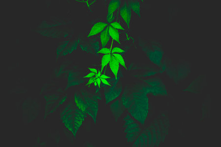 Beautiful green ivy leaves on twining branches in the summer twilight. Plants background. Nature in summer.の写真素材