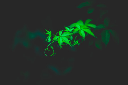 Beautiful branches of climbing green ivy on a dark background in the summer twilight. Plants.の写真素材