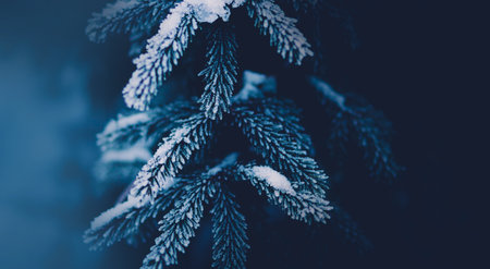 The beautiful lush branches of the fir tree are covered with snow on a cold dark winter day. Forest nature in February and frost. Christmas.の写真素材