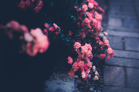Lush beautiful bushes of pink delicate roses bloom near the rocky road. Flowers in the garden in summer. Romance and nature.の写真素材