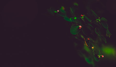 Dark beautiful floral background with green bush leaves. Summer twilight and nature.の写真素材