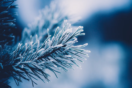 The beautiful needles on the fir tree were covered with frost on a cold January day. Winter and frost. Christmas.の写真素材