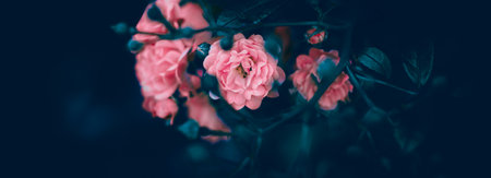 Beautiful delicate pink roses bloom on the dark stems of a bush in the garden at summer twilight. The beauty of nature and romance.の写真素材
