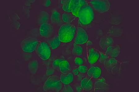 A floral background with beautiful green leaves of a bush in the summer twilight. The beauty of...