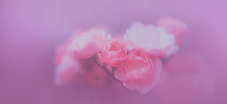Beautiful pink roses bloom on a bush in the garden in the summer. The beauty of nature and romance. Flora.の写真素材