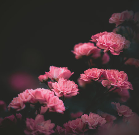 Beautiful pink roses bloom on a bush in the garden at dusk of summer. The beauty of nature and romance. Flora.の写真素材
