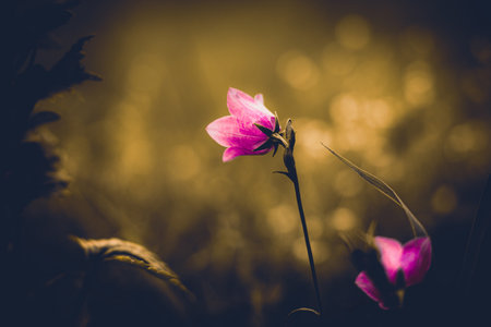 The pink bellflower blooms in a green field in the summer. Wildflowers and nature.の写真素材