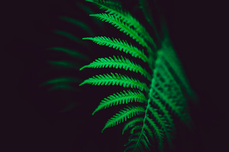 Beautiful green fern leaves in the darkness of a summer night. The rainforest. Floral background.の写真素材