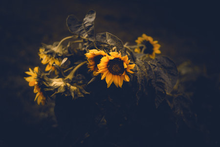 Beautiful yellow sunflower flowers bloom at night in summer. Agricultural industry.の写真素材