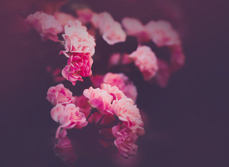 Photo of beautiful pink rose flowers in the garden in summer. The beauty of nature. Romance.の写真素材
