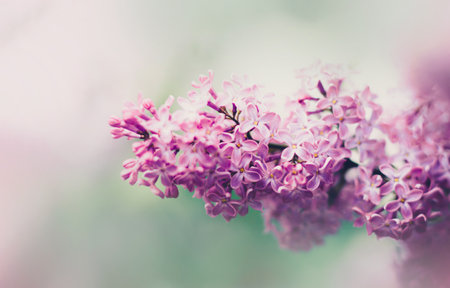 Beautiful delicate pink lilac flowers bloom on a bright spring day. The beauty of nature. Flora.の写真素材