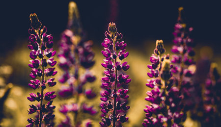 Beautiful purple lupine flowers bloom in a field in summer on a sunny day. The beauty of nature and wildflowers.の写真素材