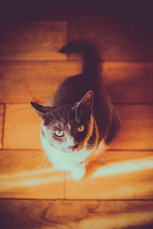 Portrait of a gray domestic cat, sitting at home on the wooden floor under the sunlight, looking up....
