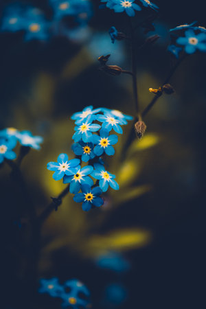 Beautiful delicate blue forget-me-not flowers bloom in the summer. The beauty of nature and its flora. Plants, wildflowers.の写真素材
