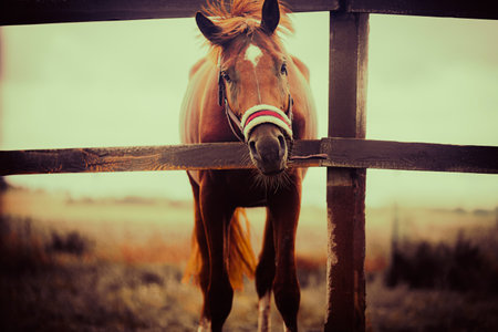A portrait of a beautiful bay horse grazing on a farm in a paddock. The horse is surrounded by farm fields, which are part of the rural areas and agricultural landscape. Horse care.の写真素材
