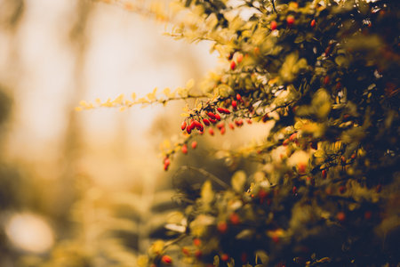 Scarlet barberry berries ripen on beautiful branches in a rainy autumn day. These wild berries have many health benefits.の写真素材