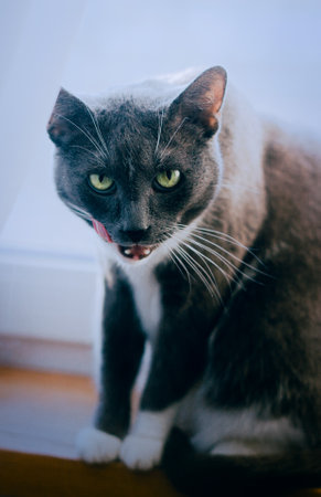 A portrait of a beautiful, gray domestic cat who looks and licks in a mysterious way. The pet is hungry.の写真素材