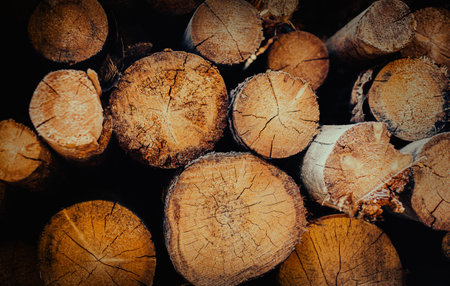 The trunks of felled pine trees are stacked. This is a picture of industrial felling in a forest.