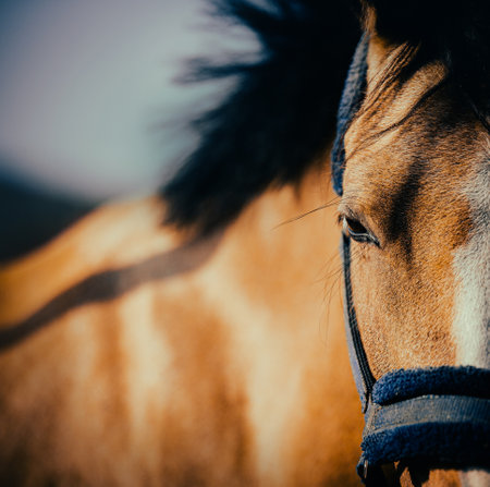 A portrait of a beautiful horse grazing in a field on a sunny afternoon. A close-up portrait of...