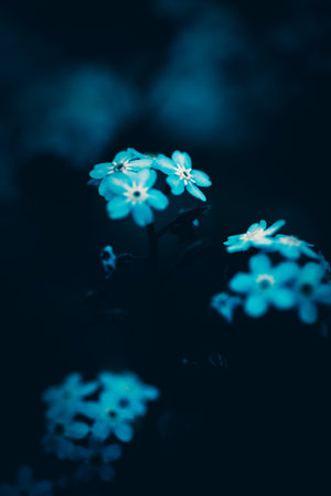 In the summer twilight, beautiful delicate blue forget-me-not flowers bloom. This is a beautiful...