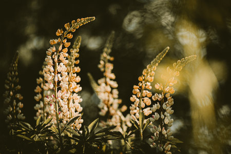 Beautiful pink lupine flowers bloom amidst wild plants on a warm summer day. A field of wildflowers.の写真素材