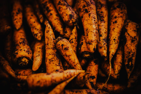 A large number of ripe carrots that have just been pulled from the ground are stacked in a pile....