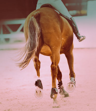 In the picture, a sorrel horse gallops with a rider on its back. The horse's feet are shod. This is...