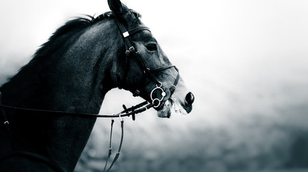 A black and white photograph of a galloping horse. Horse equipment, including ammunition and...