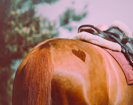 The horse has a heart-shaped mark on its backside. Equestrian sports are a source of love and romance. Romance in sports is a way to show love for horses.の写真素材