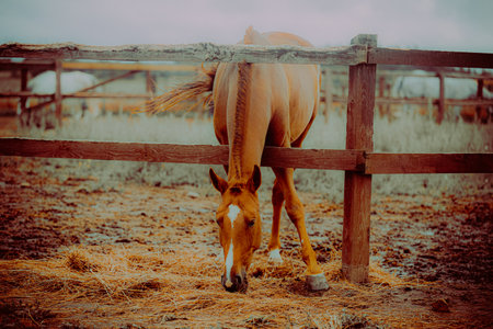 A beautiful sorrel horse is grazing on a farm in a paddock. Agriculture, livestock, and rural life are all intertwined with horse care.の写真素材