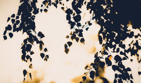 The silhouette of birch trees with their leaves swaying in the wind on a bright autumn evening. The beauty of nature and its trees.の写真素材
