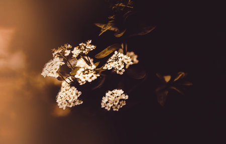 Beautiful white flowers bloom in the soft light of the summer evening. Plants and nature come alive...