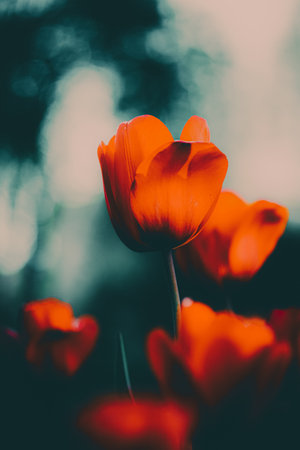 Beautiful red tulips bloom in the garden on a summer evening, showing the beauty of nature.の写真素材