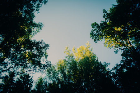 Against the backdrop of a clear blue sky, the lush green treetops in the forest are bathed in sunlight. It's summer.の写真素材