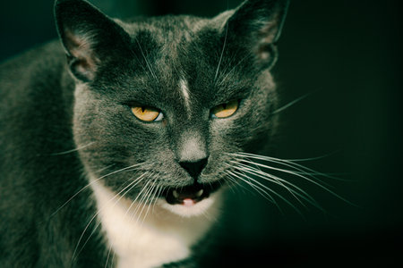 A beautiful gray domestic cat is looking interested, its mouth slightly open. The pet seems to be hungry.の写真素材