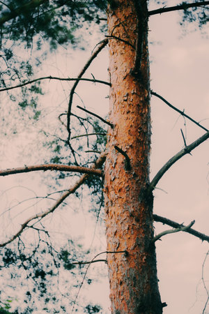 The trunk of a tall and beautiful pine tree stands against the sky on a summer day, a coniferous species.の写真素材