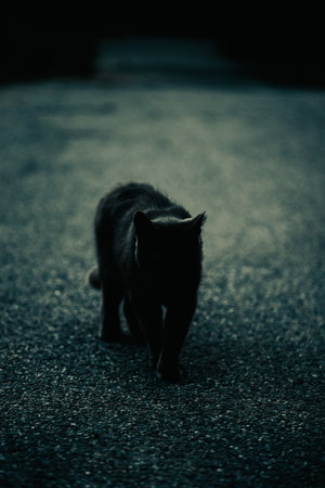 A mysterious black cat, believed to bring bad luck, walks in the darkness along the streets of the city during Halloween. It is a sign of horror and bad omens.の写真素材