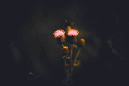 In summer, beautiful pink thistle flowers bloom. They are a natural part of the landscape and add a touch of wild beauty to the countryside.の写真素材
